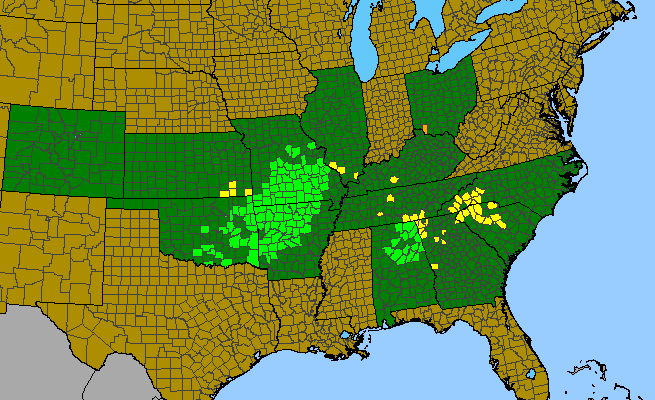 The range of Lonicera flava
